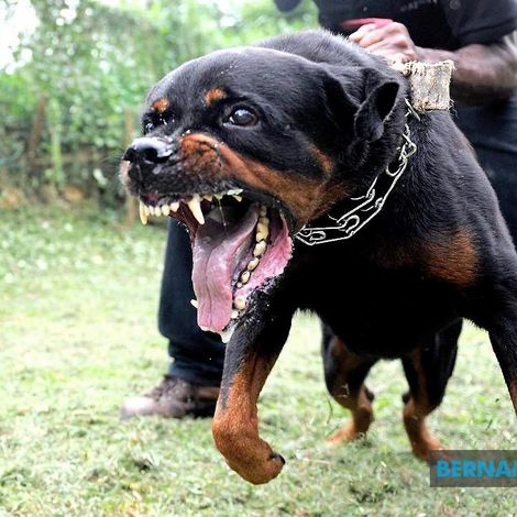 Rottweiler Owner Fined Rm8,500 For Negligence