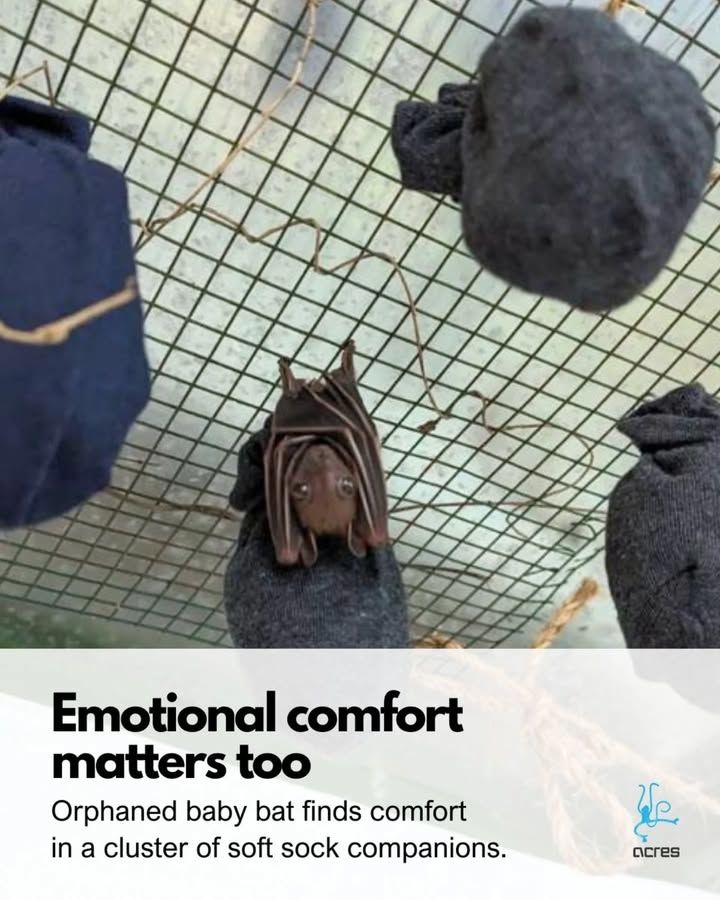 This Orphaned Baby Bat Finds Comfort In A Cluster ..