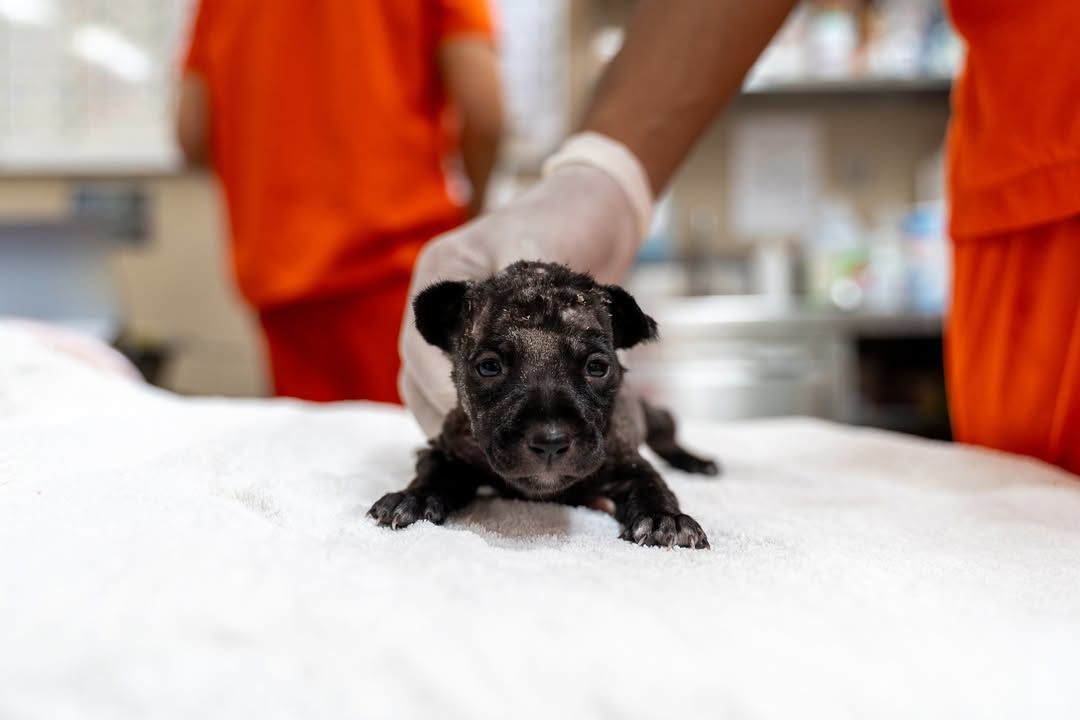Tiny, Flea-Infested, And Fighting For His Life Kor..