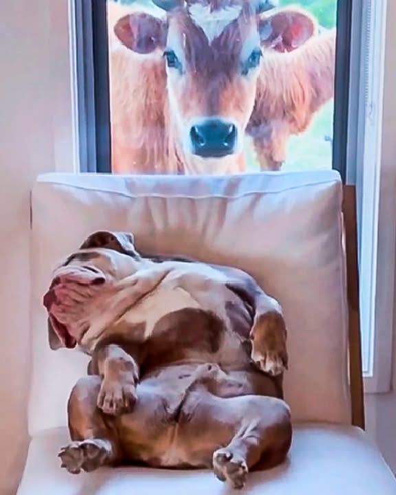 Farm Bulldog Sleeps All Day
