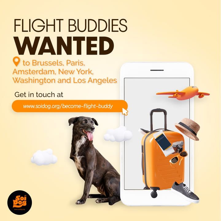 Be A Hero, Be A Flight Buddy. If Youre Looking For..