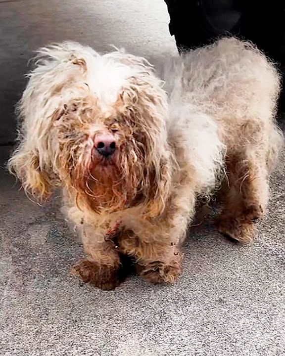 Shaggy Pup Followed Lady Home