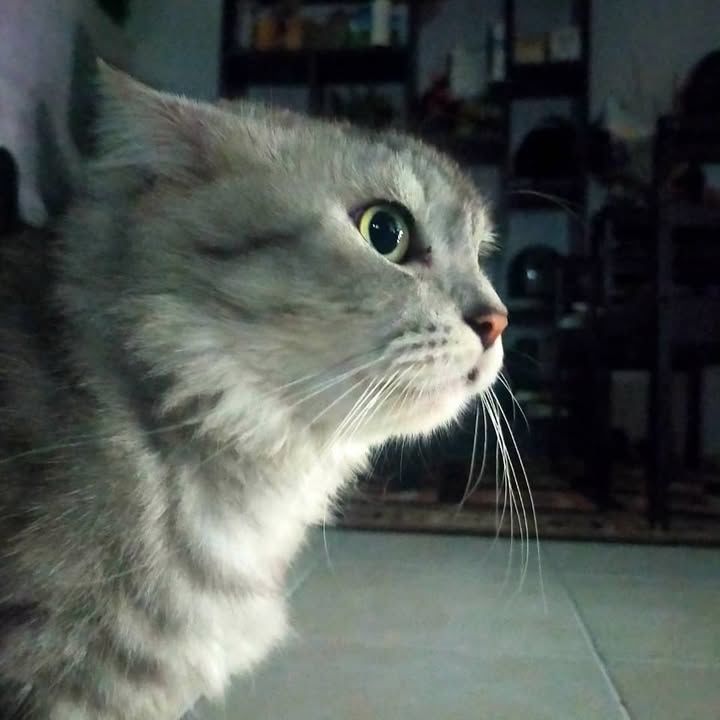 4. Beto. For Adoption. Gender Male Neutered. Age A..