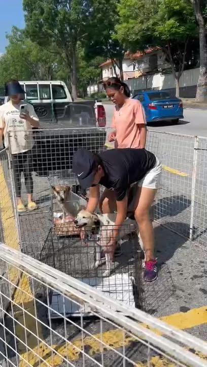 Yesterday Morning, We Went To Sri Hartamas Dog Cat..
