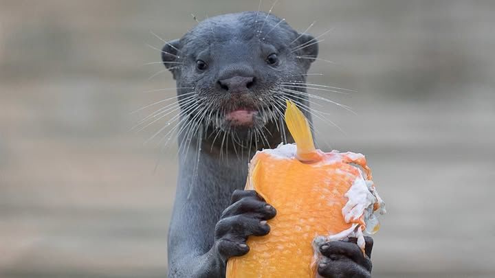 The Street-Smart Otters Of Singapore – My Place On Earth With Hannah Stitfall