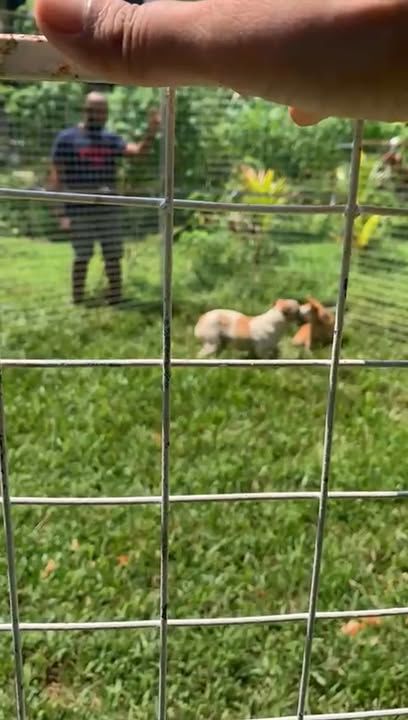 Yesterday Morning We Went To Subang Jaya Dog Trapp..