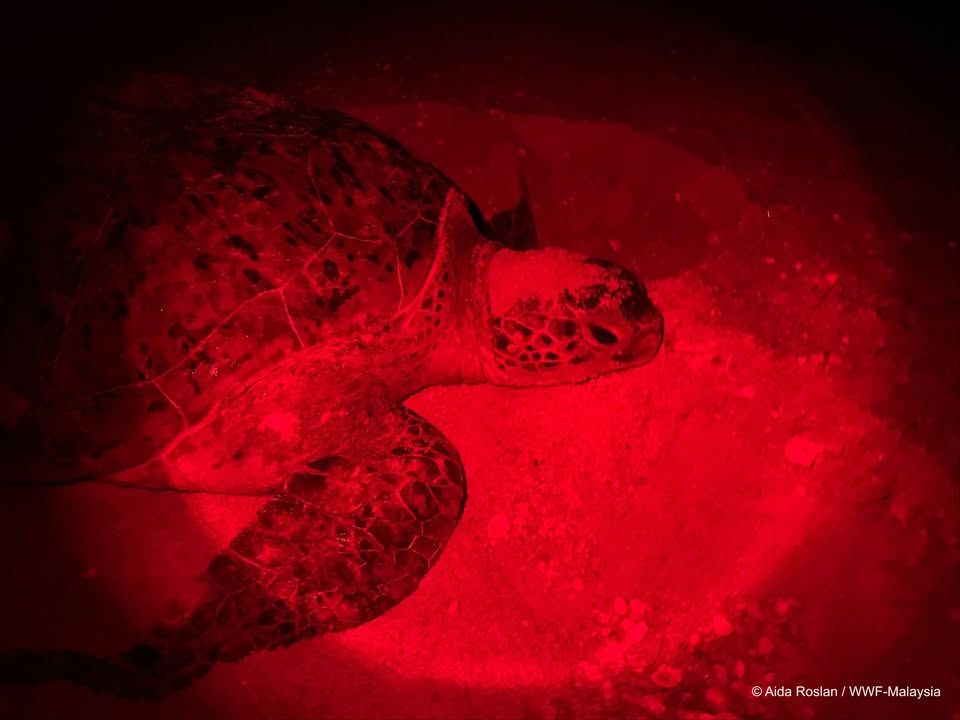 Dyk That Mother Turtles Are Incredibly Resilient, ..