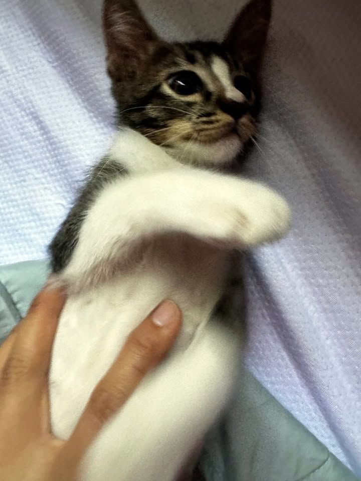 Jagger Is A Playful Kitten Ready To Brighten Your ..