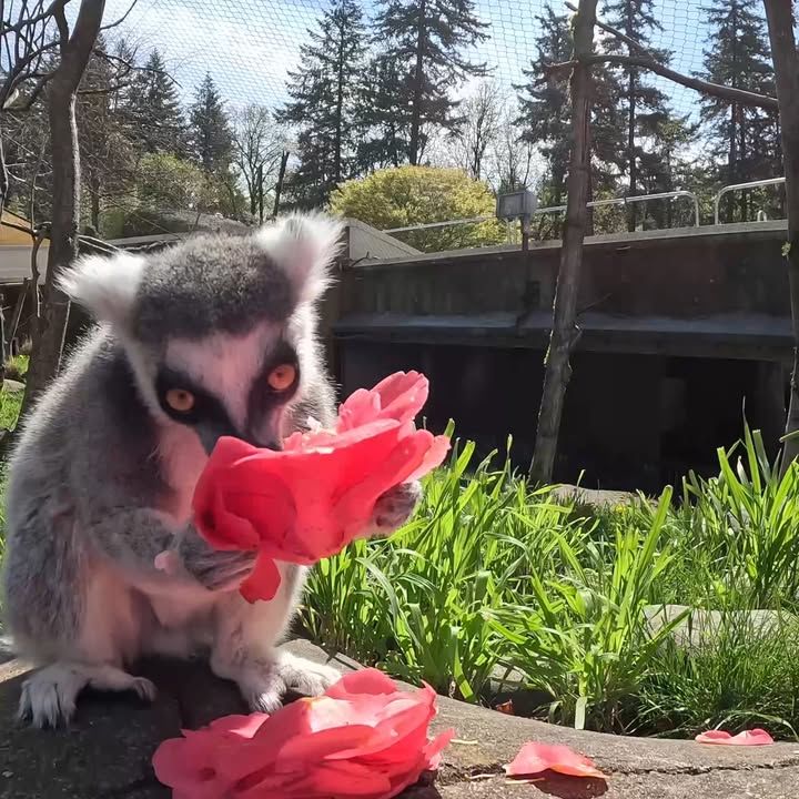 Leaping Lemurs Enjoy Fresh Flowers