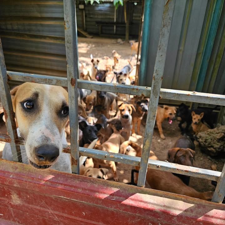 Paws Shelter Segamat. ,,. ,. Segamat. 019456 0946/..