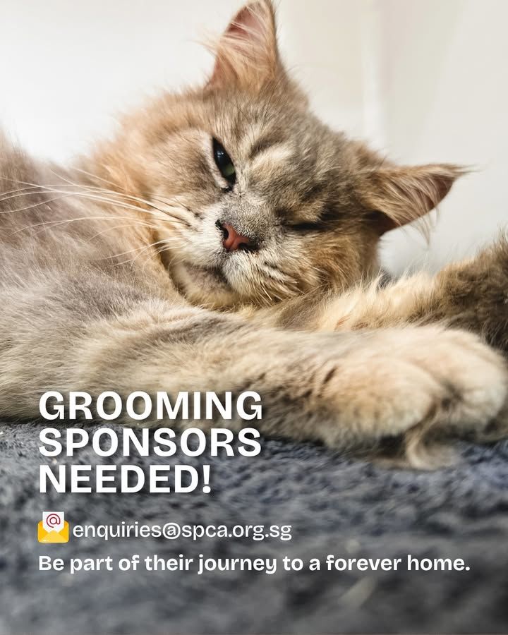 Help Our Animals Shine By Sponsoring A Grooming Se..