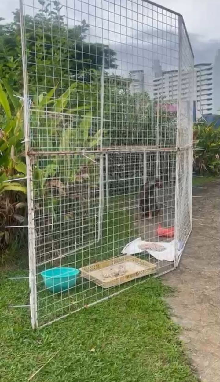 We Went Back To Sri Sinar This Morning Dog Trappin..