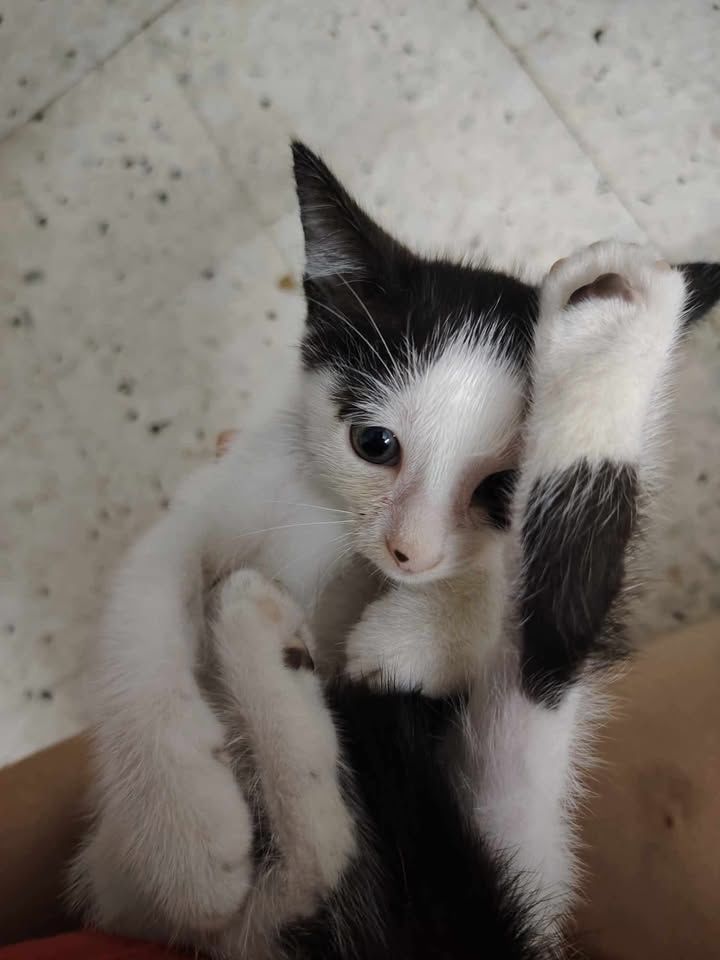 Kittens For Adoption, Female 1.5mths Old. Needs To..