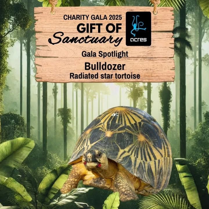Bulldozer The Tortoise Is Featured In Our Gala Spo..