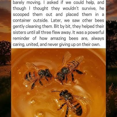 Bees Work Together To Save Their Stuck Sisters