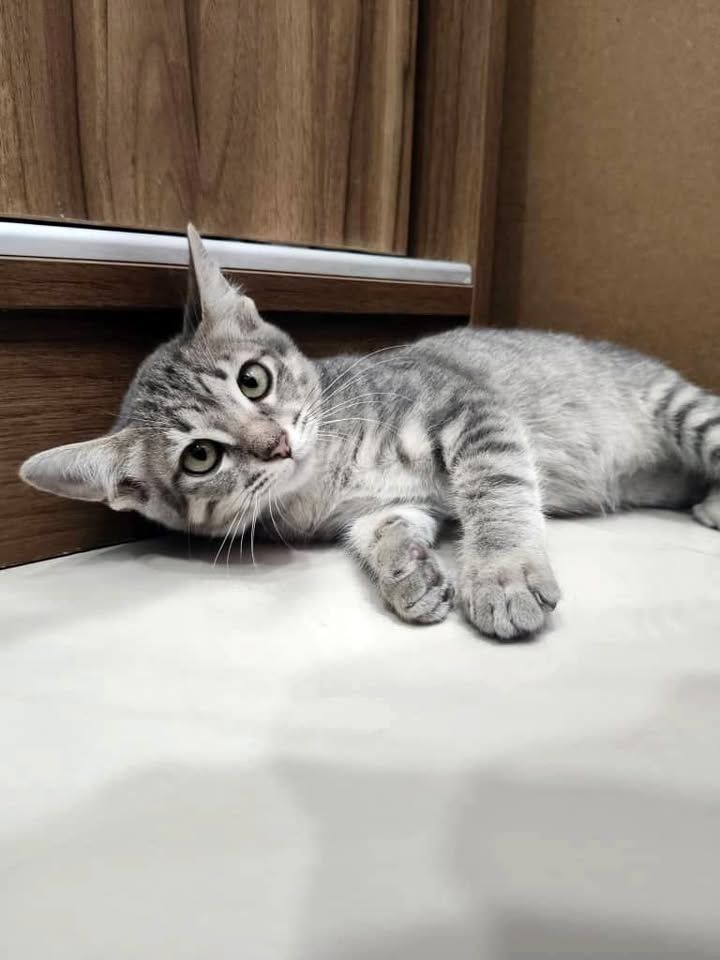 I’m Mickey Not The Mouse, But A Playful Kitten Rea..
