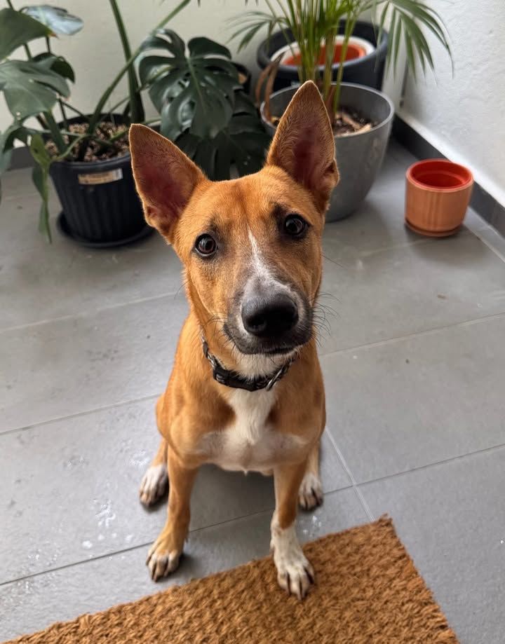 Yo, Im Charlie, Street-Savvy Pup I Love Chilling U..