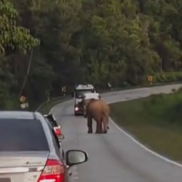 #nstviral: Lone Elephant Seen Again, Believed Same Mother Who Lost Calf | New Straits Times