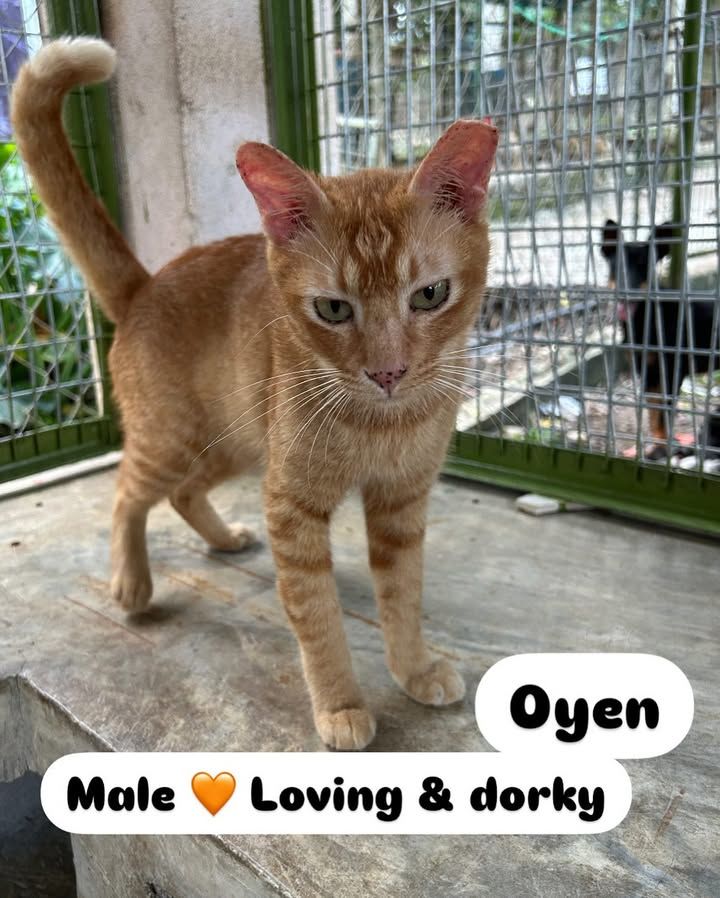 Meet These Four Lovely Cats At This Weekends Adopt..