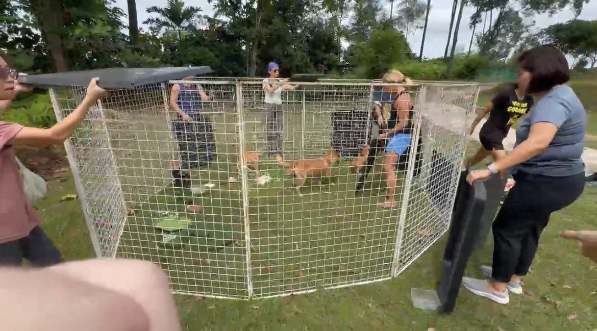 This Morning We Went Dog Trapping At Sec 17 Pj. Th..