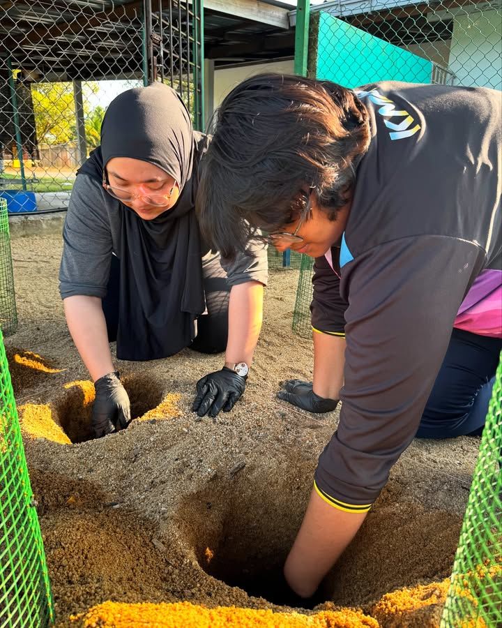 We Check Our Terrapin Nests Every Month During The..