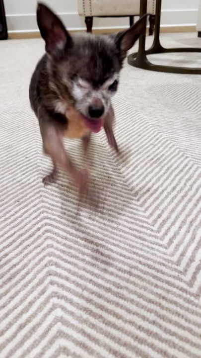 20-Year-Old Chihuahua Has No Plans To Stop Being A Boss