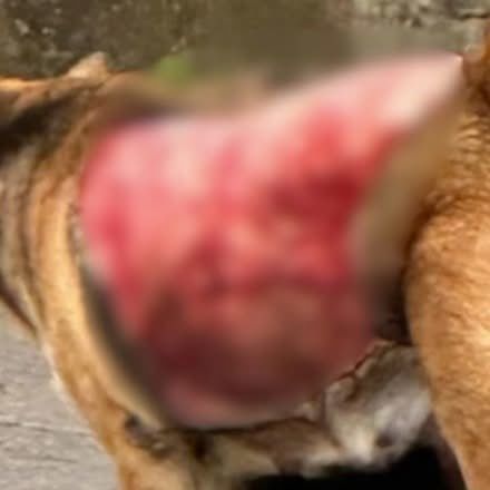 Justice For Dog Skinned Alive And Left With Half Its Body Torn Away – Forcechange