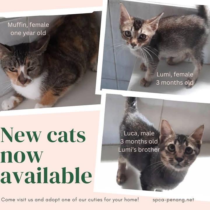 You Can Visit Them And All The 4paws 10am To 1230p..