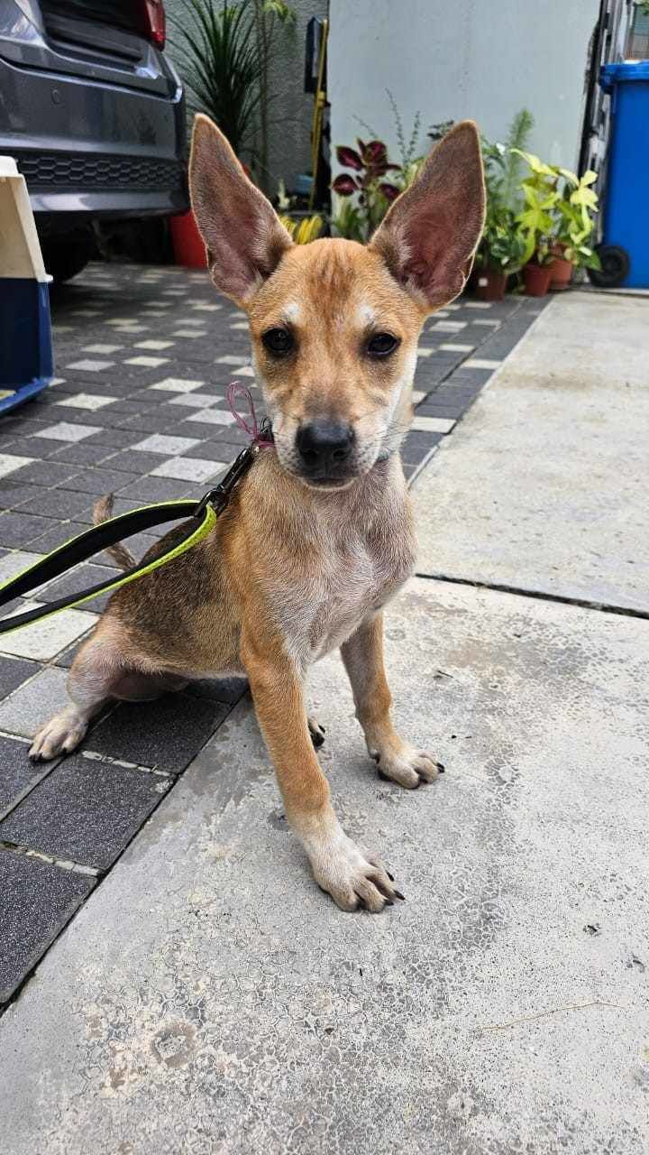 Foxy Is Up For Adoption. Foxy Was Found Abandoned ..