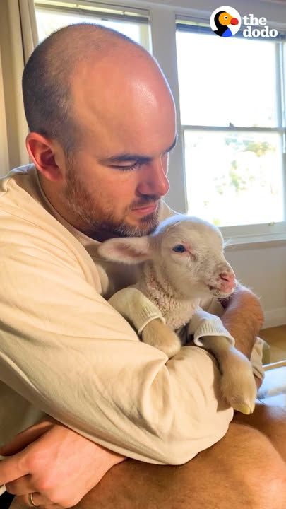 Baby Lamb Found In The Cold Thinks He’s A Dog
