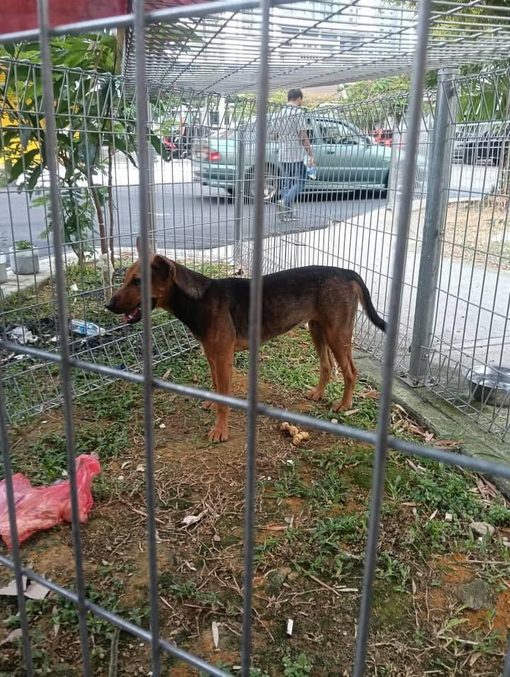 Elaine Contacted Us For Help To Catch And Neuter T..
