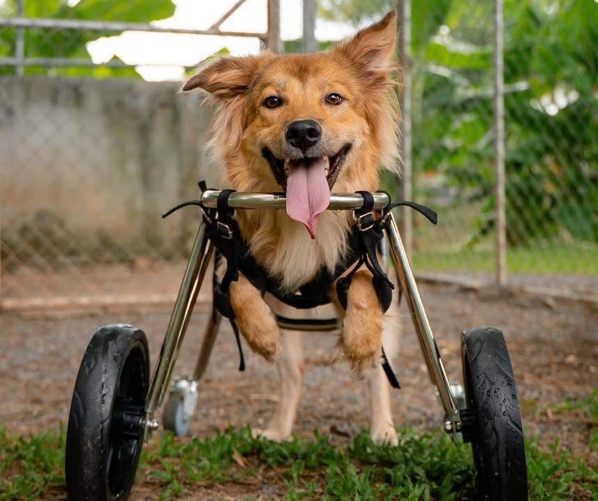 Meet Rydar He’s Learning How To Take His New Wheel..