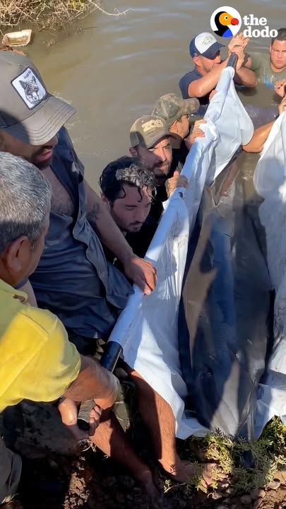 Men Jump Into River To Save A Dolphin’s Life
