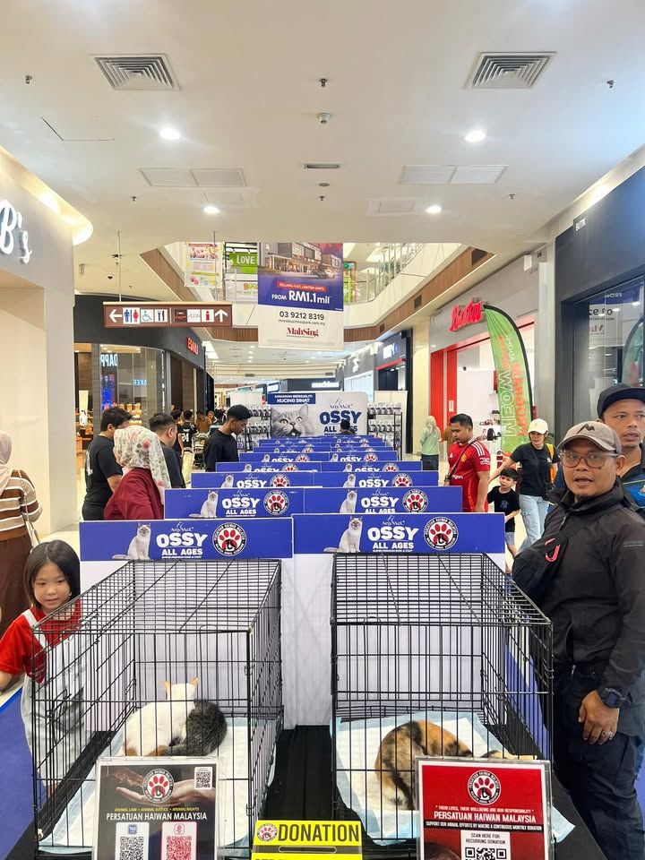 Hari Ini 02 Jun 2025 Hari Terakhir Ossycat – Anima..