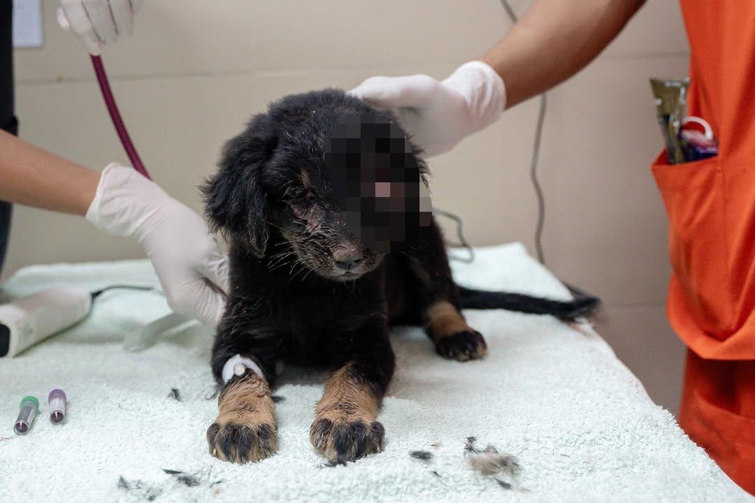 Whatever This Tiny Puppy Went Through, She Mustve ..
