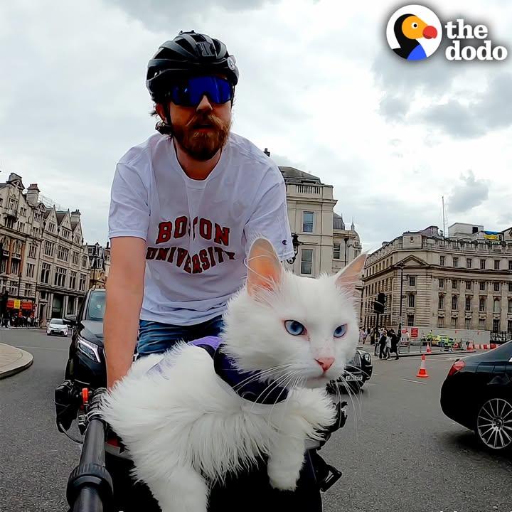 Deaf Cat Loves Riding Around London With Her Dad