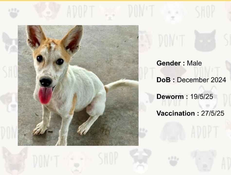Anyone Interested In Adoption?. Please Contact. Li..