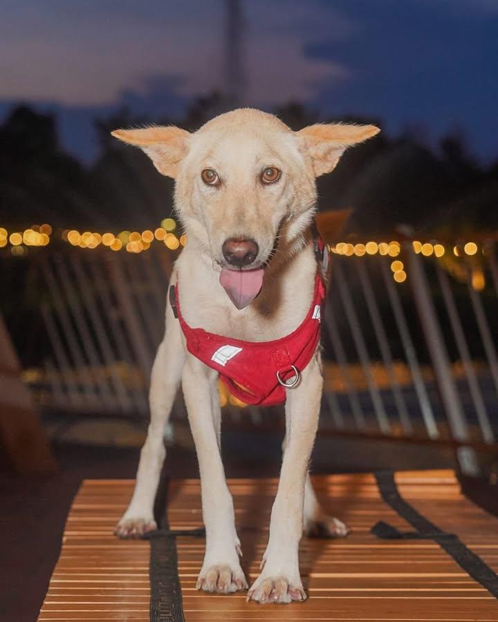 Say Hello To Changee, A 9-Month-Old Sweetheart Wit..