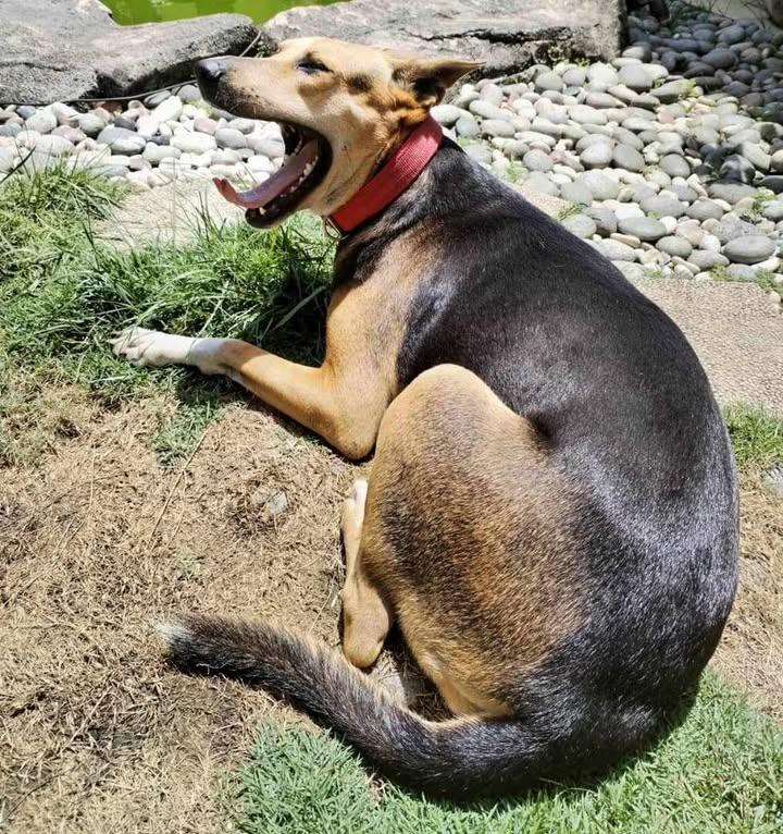 Urgent Adoption. Mary Needs Your Help. Her Rescuer..