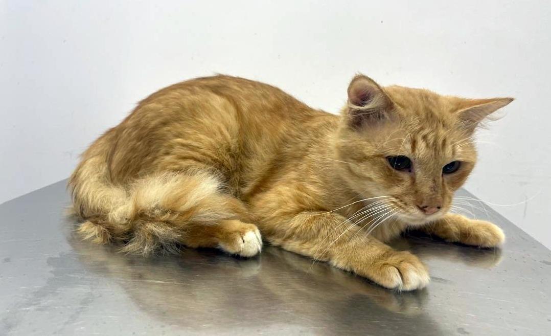 I’m Cheddar , A Street-Smart Socialite Who Adores ..