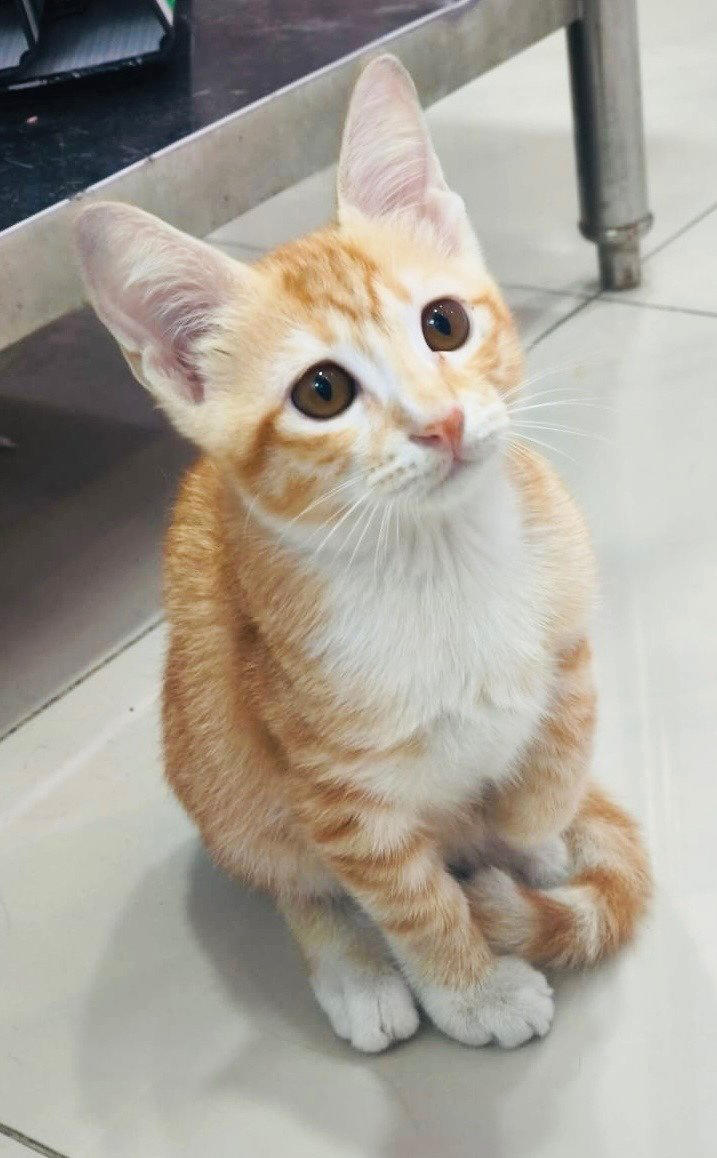 I’m Gizmo, Your Lovable Ginger Companion I’m Frien..