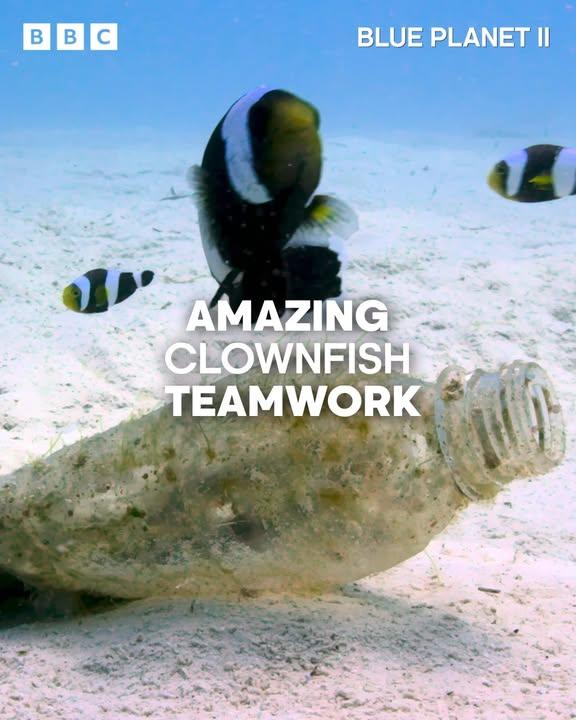 Amazing Clownfish Teamwork | Blue Planet Ii