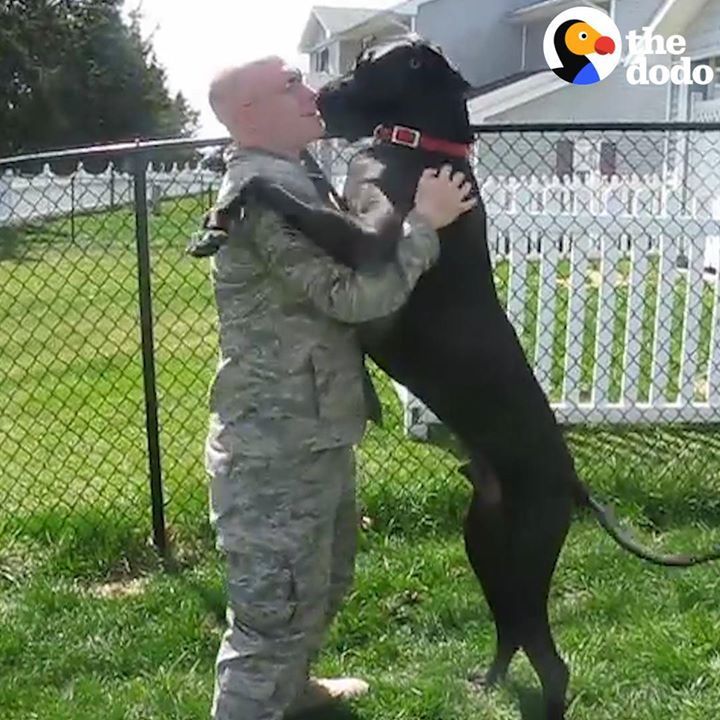 Loyal Dogs Welcome Their Soldier Parents Home