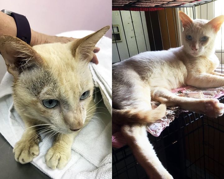 Winter For Adoption Kuala Lumpur. A Gorgeous Boy W..