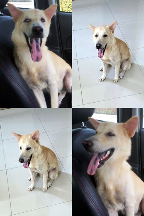 Sandy For Adoption Kuala Lumpur. An Extremely Ador..