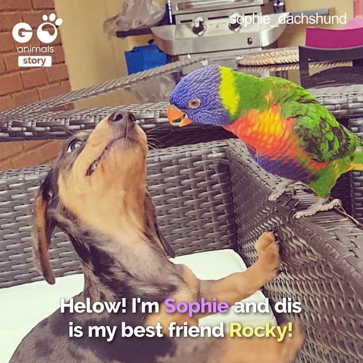 Sophie & Rocky.
