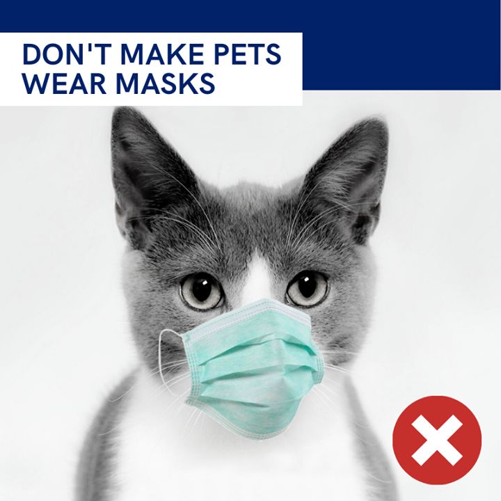 Dont Make Pets Wear Masks Covid-19 Advisory. As We..