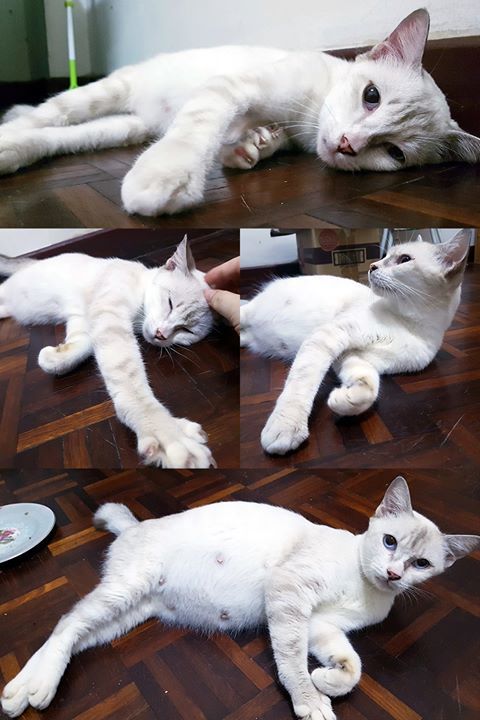 Pregnant Miracle For Adoption Sunway. A White Beau..