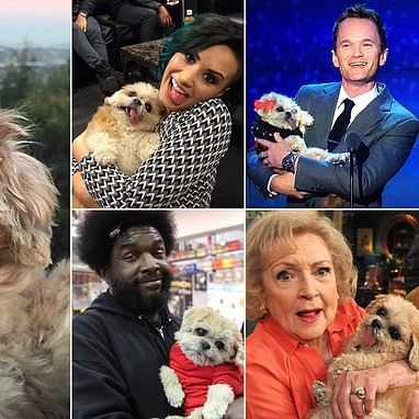 ‘Most Famous Dog On Instagram’ And Canine Friend O..