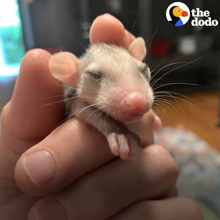 Rescued Baby Opossums Are The Cutest, Messiest Eat..